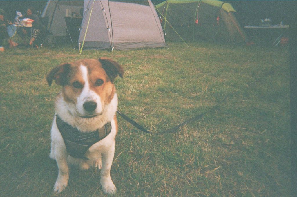 A brown and white terrier type dog sits patiently to have its photo taken. There are two tents in the background; it's a dog-friendly campsite.