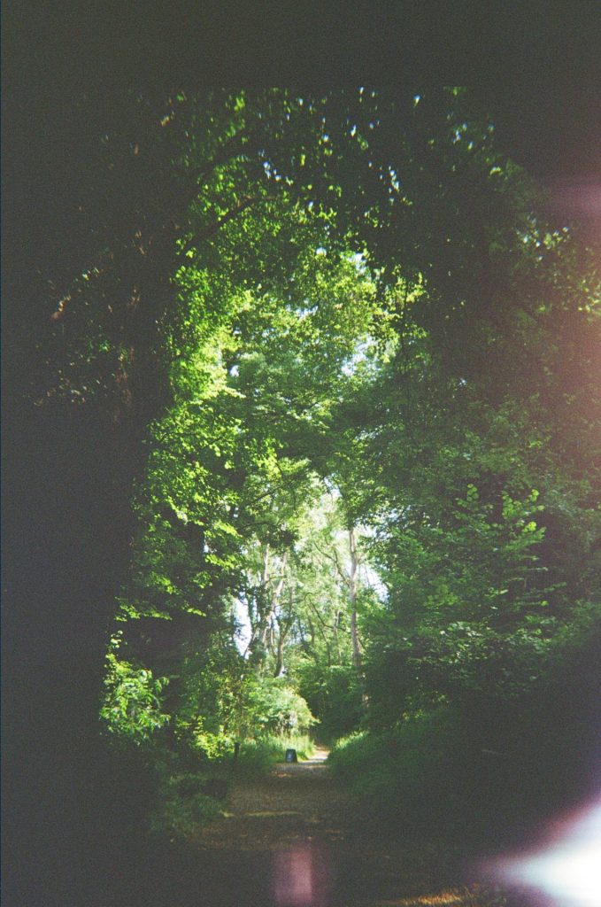 A scenic view of one of the woodland footpaths near Basecamp. The path is  edged with grass, trees and bushes, and the sun is shining.